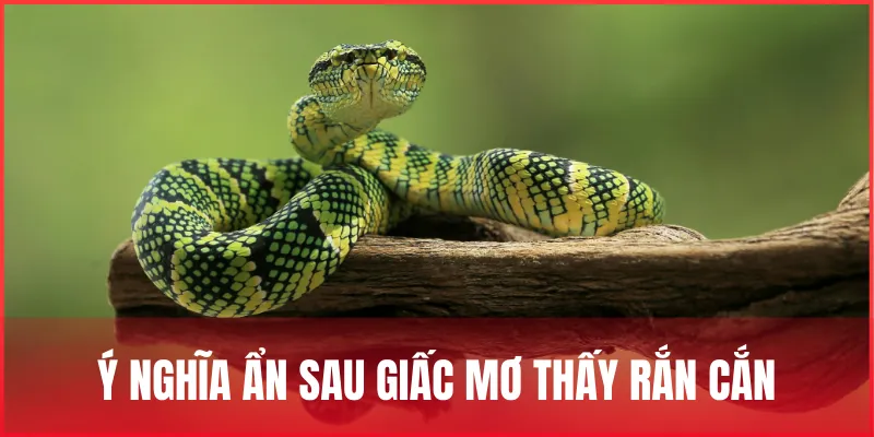 mo-ran-can-la-diem-gi-y-nghia-giac-mo